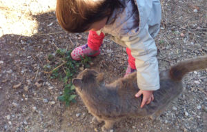 Animales en El Torrent, masia del Solsonés