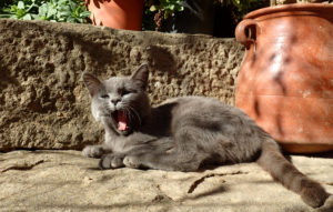 Animales domésticos en El Torrent, masia y casa rural del Solsonés