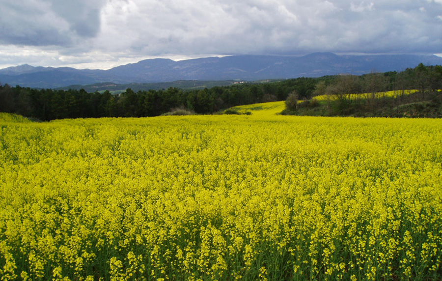 Bosques y cultivos ecológicos en la masia y casa rural El Torrent Solsones